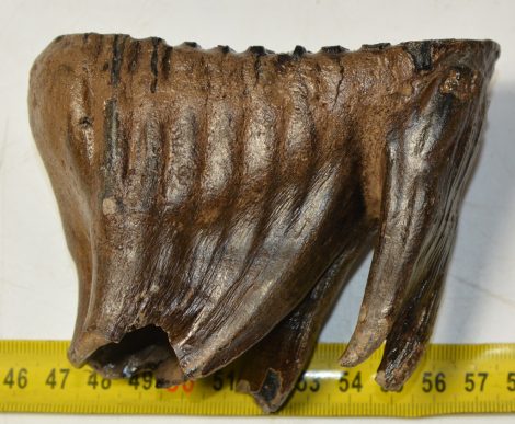 Mammuthus primigenius fog (397 gramm) Gyapjas mamut