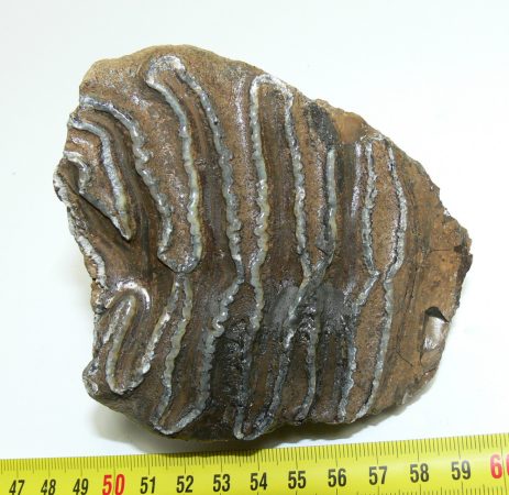 Mammuthus meridionalis részleges fog (481 gramm)