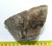 Mammuthus meridionalis partial tooth (481 grams)