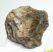 Mammuthus meridionalis részleges fog (481 gramm)