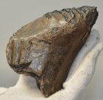Mammuthus meridionalis tooth (402 grams)