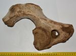 Mammuthus sp. partial atlas vertebra (321 mm)