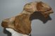 Mammuthus sp. partial atlas vertebra (321 mm) SOLD (JA) 01