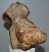 Mammuthus sp. partial atlas vertebra (321 mm) SOLD (JA) 01