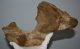 Mammuthus sp. partial atlas vertebra (321 mm) SOLD (JA) 01