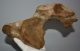 Mammuthus sp. partial atlas vertebra (321 mm) SOLD (JA) 01