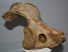 Mammuthus sp. partial atlas vertebra (321 mm) SOLD (JA) 01