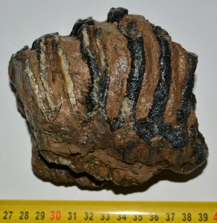 Mammuthus meridionalis részleges fog (1066 gramm)