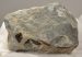 Sphaeroidothyris brachiopods & kalcite crystal