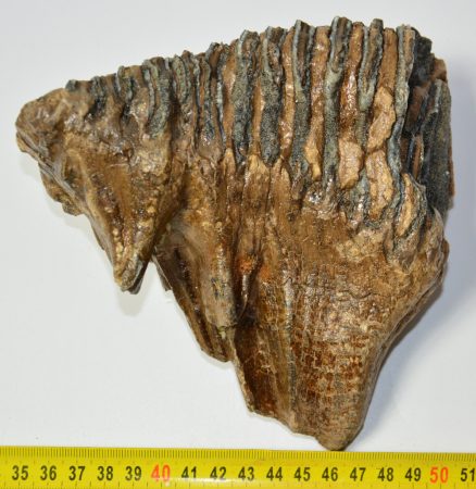 Mammuthus primigenius tooth (1134 grams) Woolly mammoth