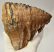 Mammuthus primigenius tooth (1134 grams) Woolly mammoth