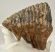 Mammuthus primigenius tooth (1134 grams) Woolly mammoth