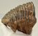 Mammuthus primigenius tooth (1134 grams) Woolly mammoth