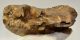 Mammuthus primigenius tooth (1134 grams) Woolly mammoth