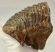Mammuthus primigenius tooth (1134 grams) Woolly mammoth