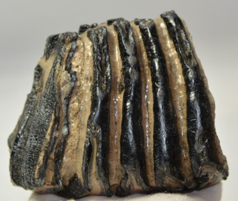 Mammuthus meridionalis részleges fog (1366 gramm)