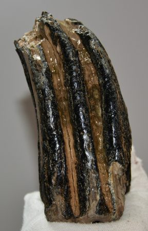 Mammuthus meridionalis partial tooth (1449 grams)
