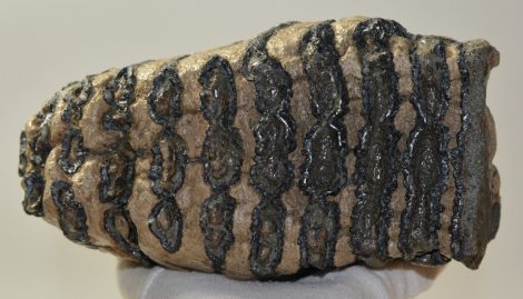 Mammuthus meridionalis részleges fog (2947 gramm)