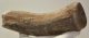  Alces latifrons partial antler (217 mm)