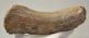 Alces latifrons partial antler (217 mm)