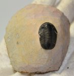 Gerastos sp. trilobite
