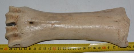 Bison priscus metacarpus bone (247 mm)