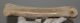 Bison priscus metacarpus bone (247 mm)