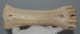 Bison priscus metacarpus bone (247 mm)