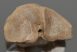Bison priscus metacarpus bone (247 mm)