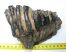 Mammuthus meridionalis tooth (882 grams) Southern Mammoth