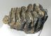 Mammuthus meridionalis tooth (882 grams) Southern Mammoth