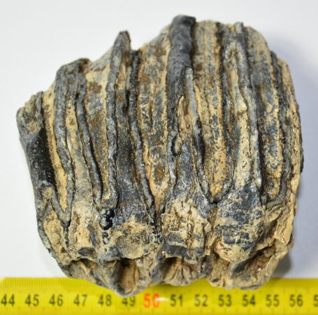 Mammuthus meridionalis részleges fog (948 gramm)