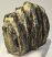 Mammuthus meridionalis részleges fog (948 gramm)