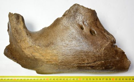 Mammuthus primigenius részleges állkapocs csont (378 mm)