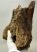 Mammuthus primigenius partial jaw bone (378 mm)