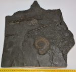   Youngibelus cf. ohmdenensis Belemnites és Harpoceras ammonites Ohmdenből