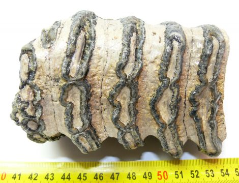 Mammuthus meridionalis részleges fog (1156 gramm)