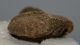  Pagophilus groenlandicus? Seal partial radius bone SOLD (NR) 04