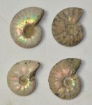 4 Cleoniceras besaiei ammonites from Madagascar