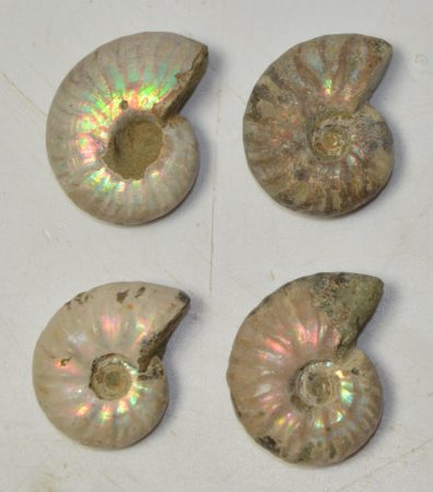 4 Cleoniceras besaiei ammonites from Madagascar