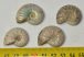 4 Cleoniceras besaiei ammonites from Madagascar