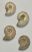 4 Cleoniceras besaiei ammonites from Madagascar