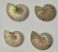 4 Cleoniceras besaiei ammonites from Madagascar
