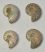 4 Cleoniceras besaiei ammonites from Madagascar