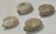 4 Cleoniceras besaiei ammonites from Madagascar