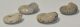 4 Cleoniceras besaiei ammonites from Madagascar