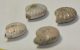 4 Cleoniceras besaiei ammonites from Madagascar