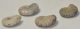 4 Cleoniceras besaiei ammonites from Madagascar