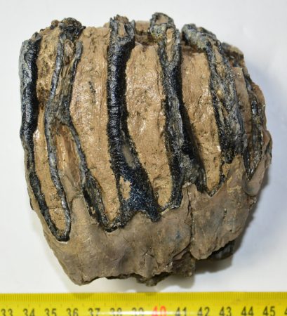 Mammuthus meridionalis részleges fog (1101 gramm)