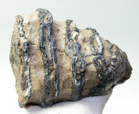 Mammuthus meridionalis részleges fog (729 gramm)